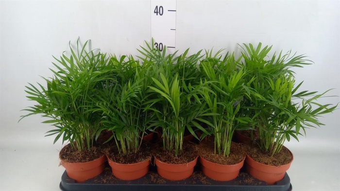 <h4>Chamaedorea elegans</h4>