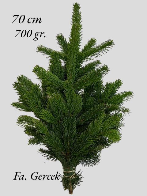 <h4>ABIES NORDMAN BUND</h4>