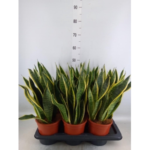 Sansevieria trifa. 'Futura Superba'