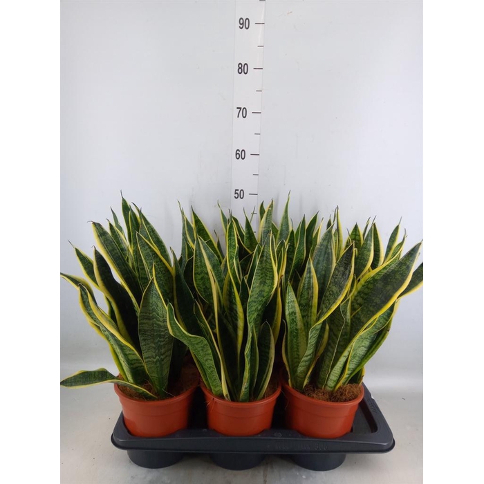 <h4>Sansevieria trifa. 'Futura Superba'</h4>