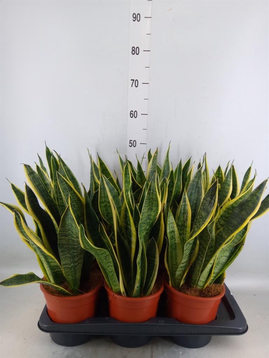 <h4>Sansevieria trifa. 'Futura Superba'</h4>
