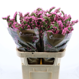 Statice Overig Donker Roze | Heavy Quality