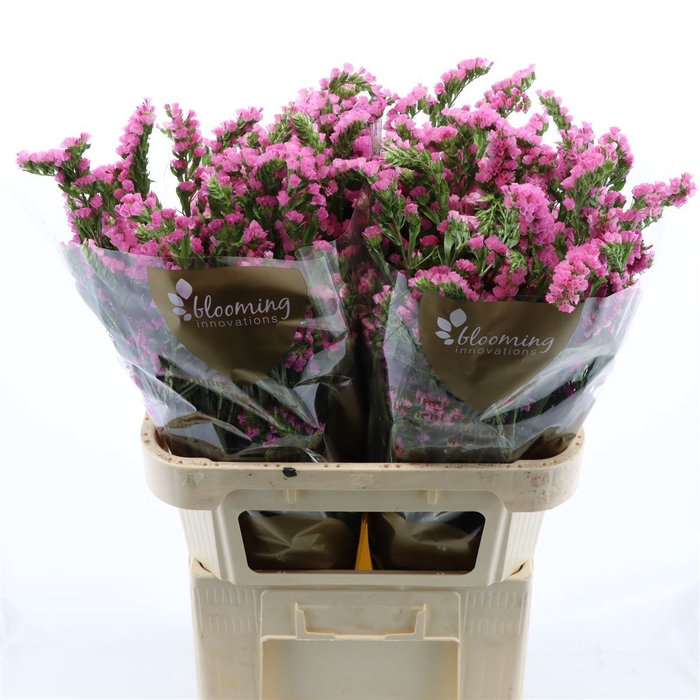 <h4>Statice Overig Donker Roze | Heavy Quality</h4>
