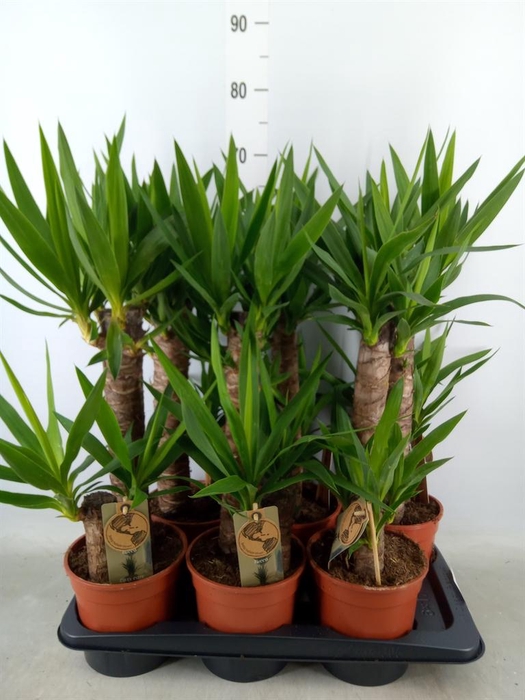 <h4>Yucca   ...</h4>