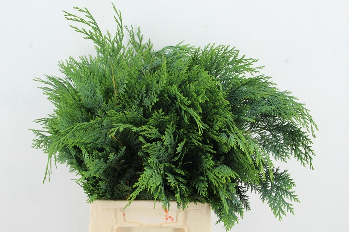 <h4>CONIFEER GROEN BS</h4>