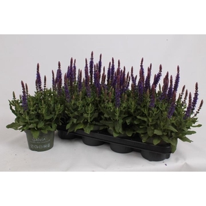SALVIA NE SE DP BLUE