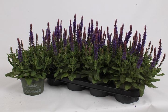 <h4>SALVIA NE SE DP BLUE</h4>
