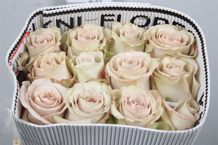 <h4>R Gr Quicksand Ec</h4>