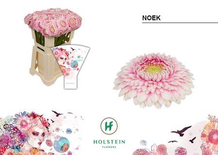 <h4>GE MB GERPONI NOEK</h4>