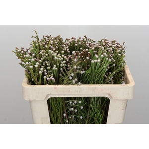 Kaaps Groen Spray Brunia