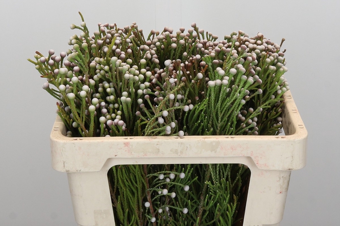 <h4>Kaaps Groen Spray Brunia</h4>