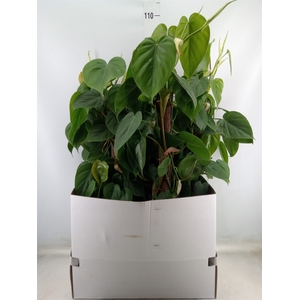 Philodendron scand.