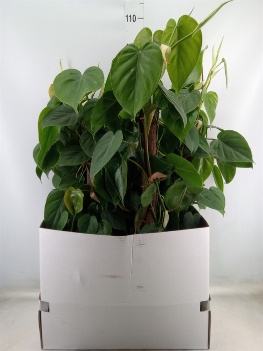 <h4>Philodendron scand.</h4>