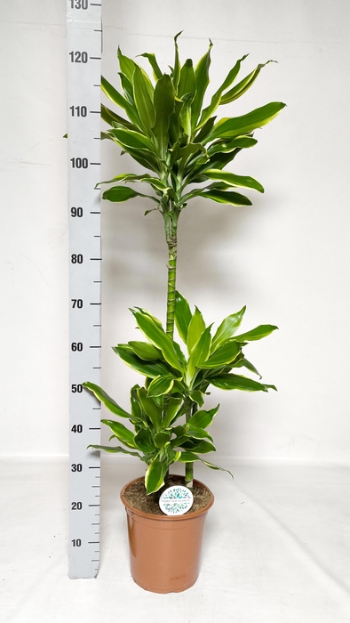 <h4>DRA FRAG GOLD COAST</h4>