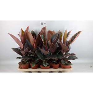 Ficus elastica 'Belize'