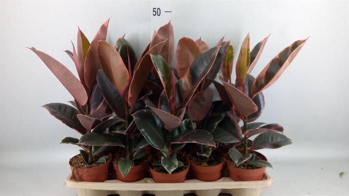 <h4>Ficus elastica 'Belize'</h4>