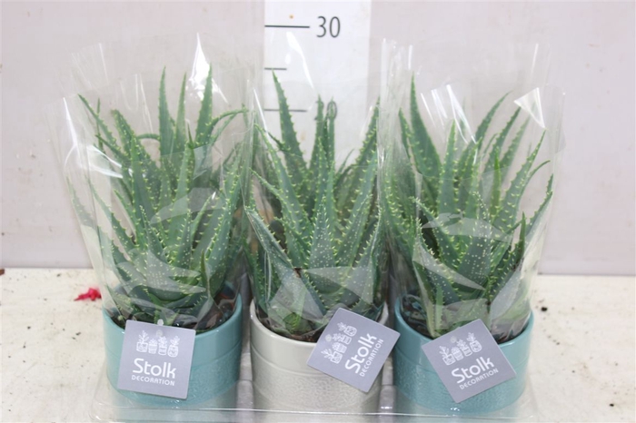 <h4>Aloe Arborescens Tess Keramiek</h4>