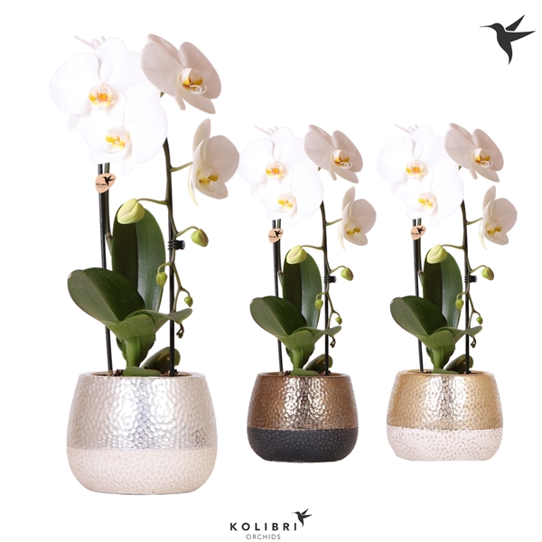 <h4>Kolibri Orchids Cascade Niagara fall 1 spike in elite pot mix</h4>