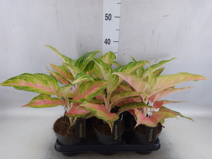 <h4>Aglaonema   ...</h4>