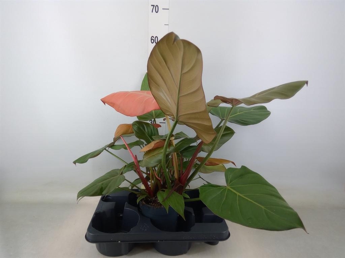 <h4>Philodendron   ...</h4>