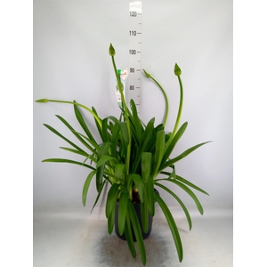Agapanthus  'Big White'