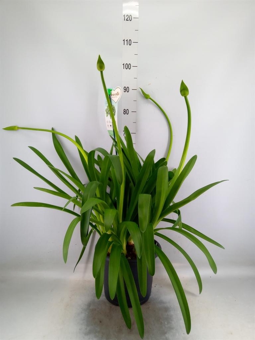 <h4>Agapanthus  'Big White'</h4>