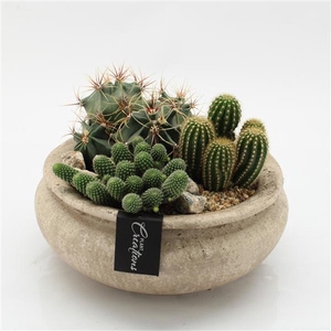 Arrangementen Cactus H%