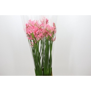 Nerine Lilac