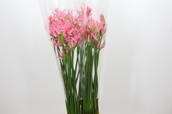 <h4>Nerine Lilac</h4>