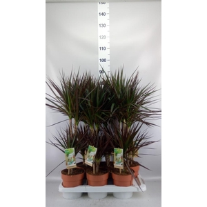 Dracaena marg. 'Magenta'