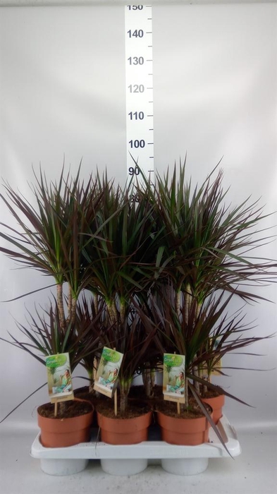 <h4>Dracaena marg. 'Magenta'</h4>
