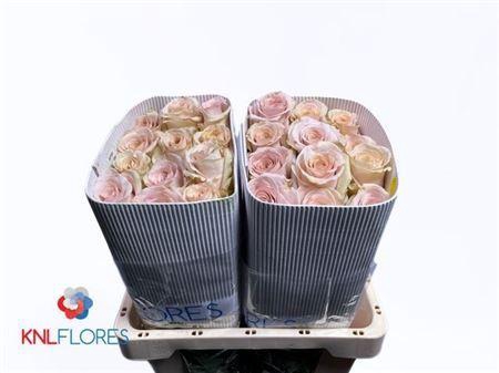 <h4>R Gr Quicksand Ec</h4>