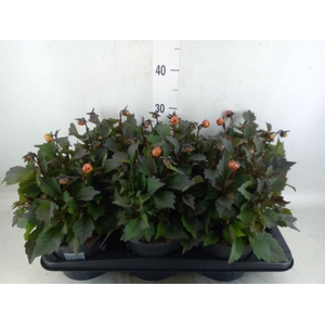 Dahlia  'Revelation Salmon Bicolor'