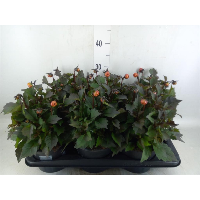 <h4>Dahlia  'Revelation Salmon Bicolor'</h4>