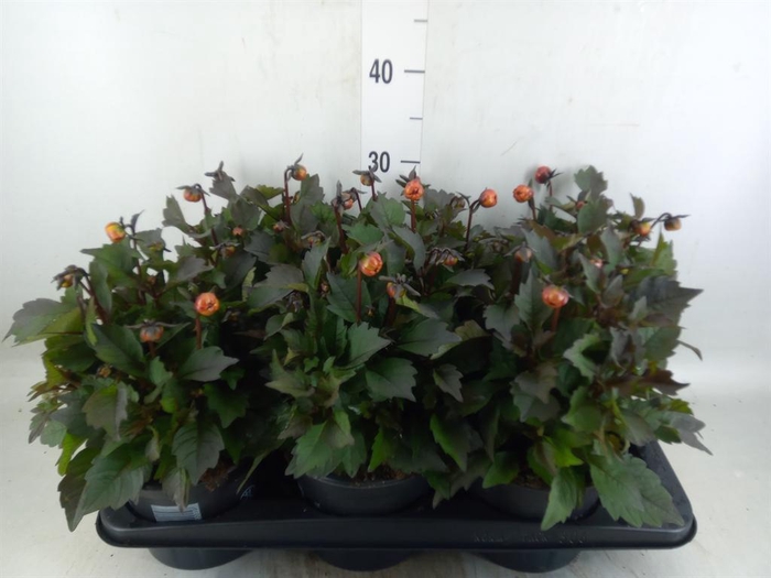 <h4>Dahlia  'Revelation Salmon Bicolor'</h4>