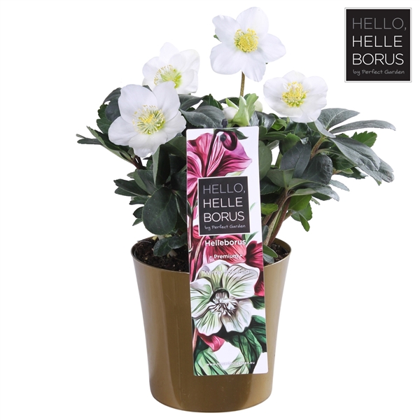 <h4>Helleborus niger Christmas Carol P14 (Golden pot)</h4>