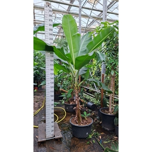 Musa Dwarf Cavendish