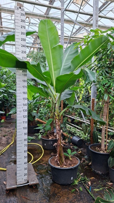 <h4>Musa Dwarf Cavendish</h4>