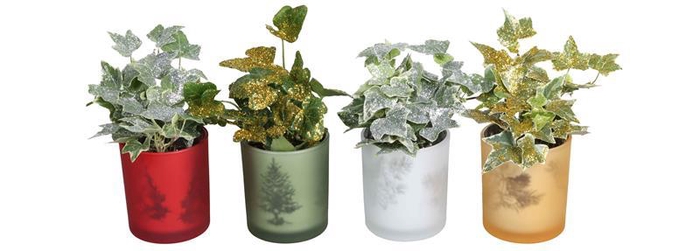 <h4>HEDERA HELIX</h4>