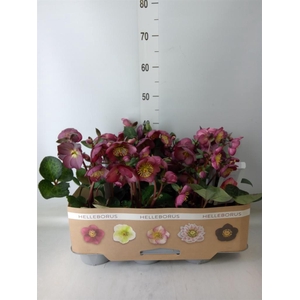 Helleborus  'Fkiss Elemental'