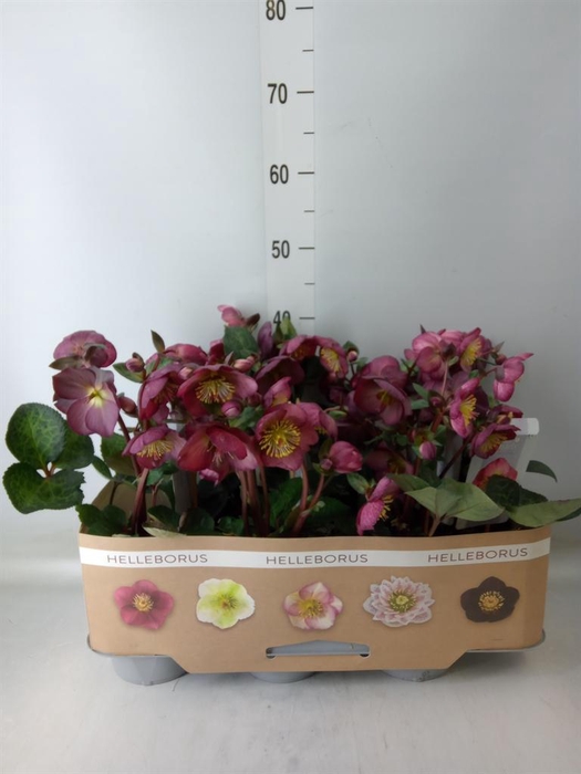 <h4>Helleborus  'Fkiss Elemental'</h4>