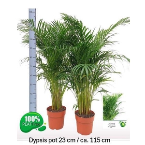 DYPSIS LUTESCENS