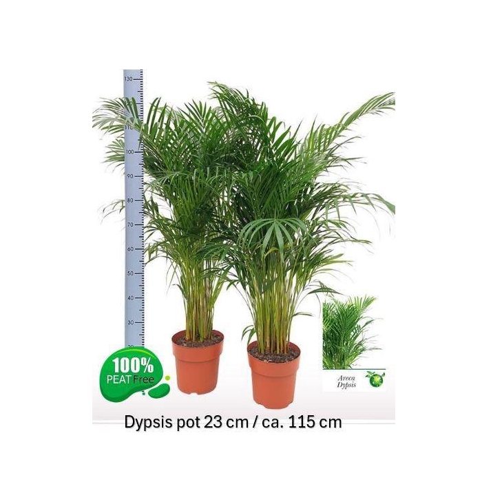 <h4>DYPSIS LUTESCENS</h4>