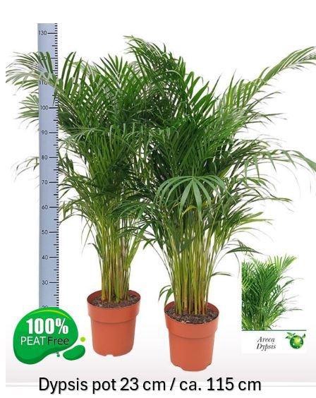 DYPSIS LUTESCENS
