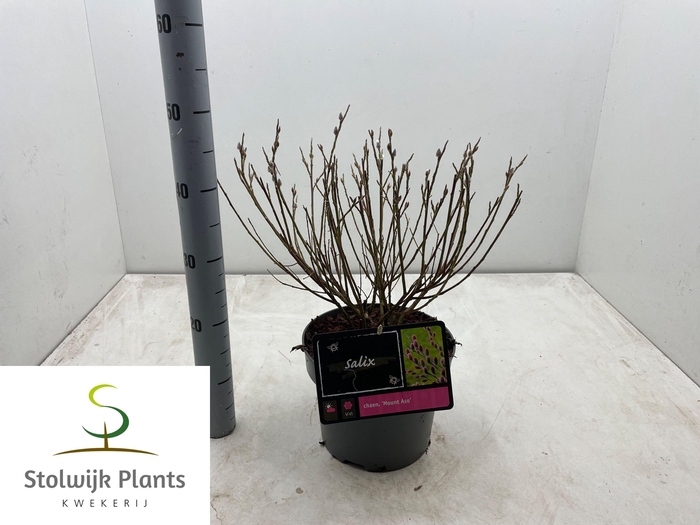 <h4>SALIX MT. ASO</h4>