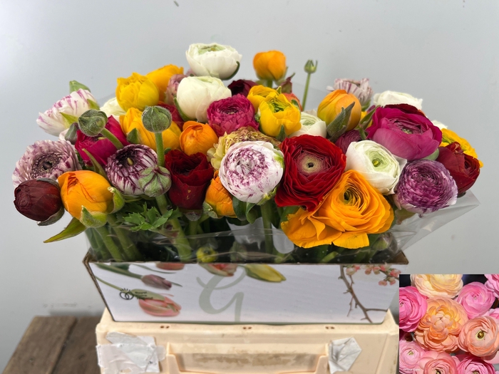 <h4>RAN GEM IN BOS</h4>