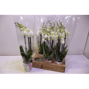 arr8 Phal An Inverness