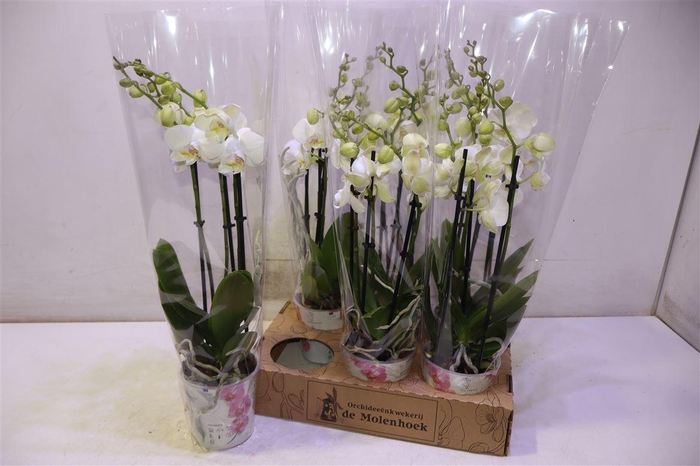 <h4>arr8 Phal An Inverness</h4>