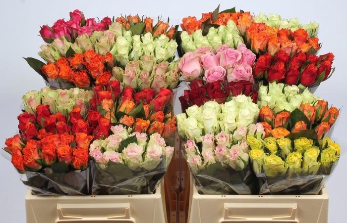 <h4>R GR GEM IN FUST</h4>