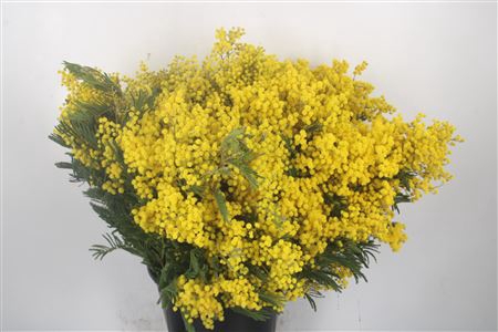 <h4>Acacia Mirandol Per Bunch 400 Gram Super</h4>